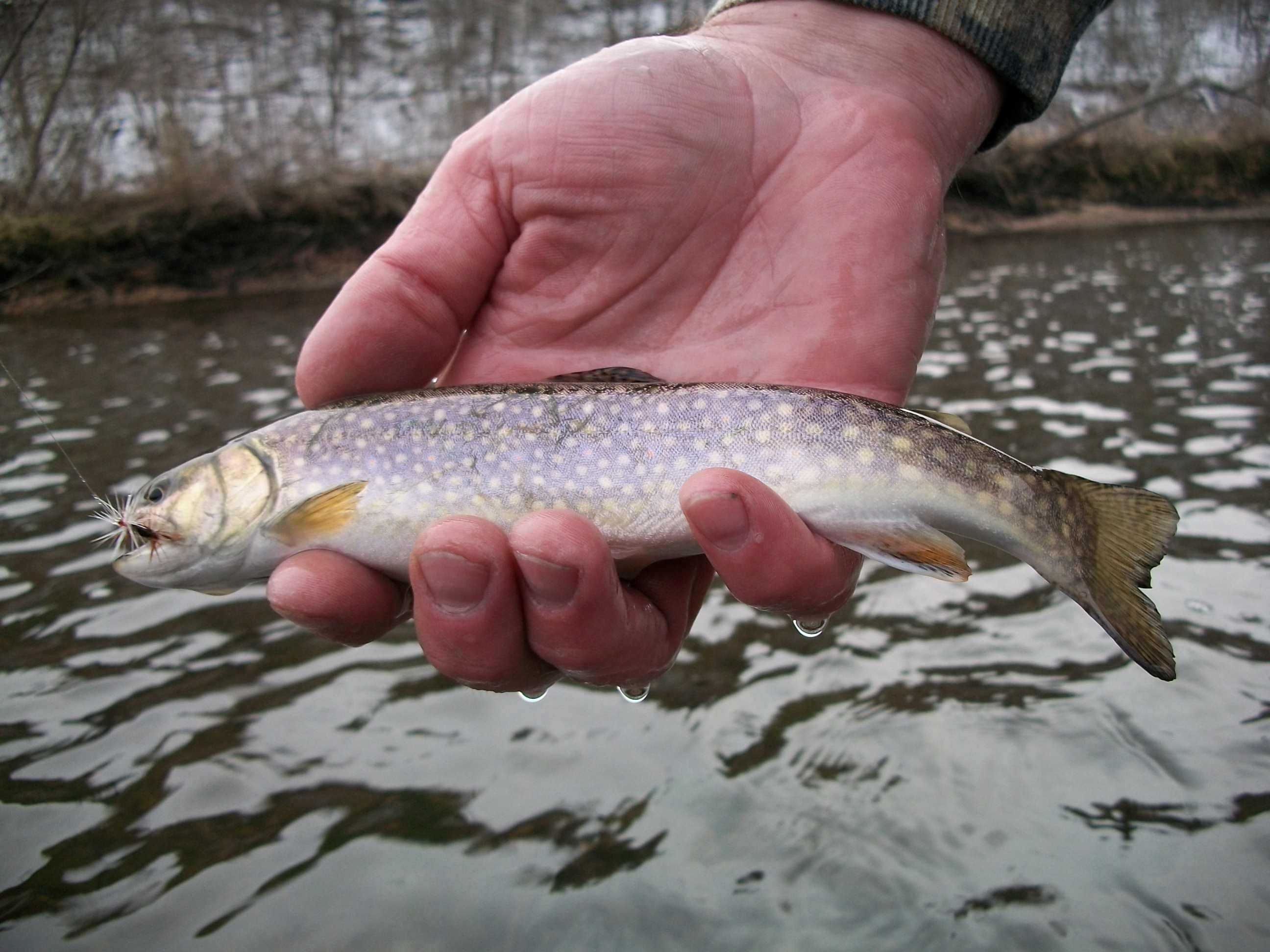 Trout Porn 61