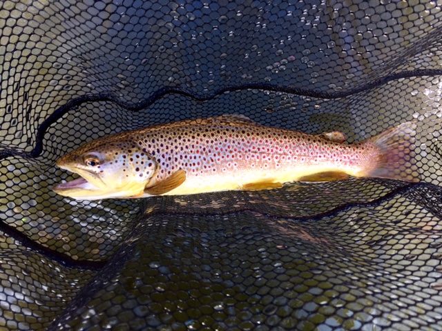 Red Ribbon Trout Area - Meramec River - OzarkAnglers.Com Forum