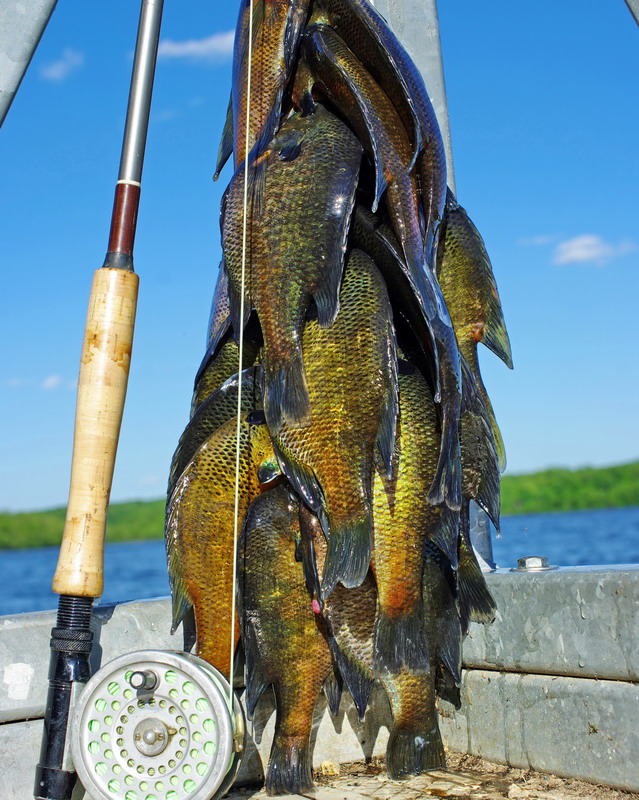 fishing for bluegill with a fly rod
