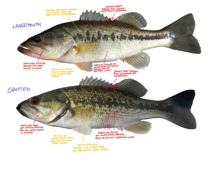 telling-spotted-bass-from-largemouth-general-angling-discussion