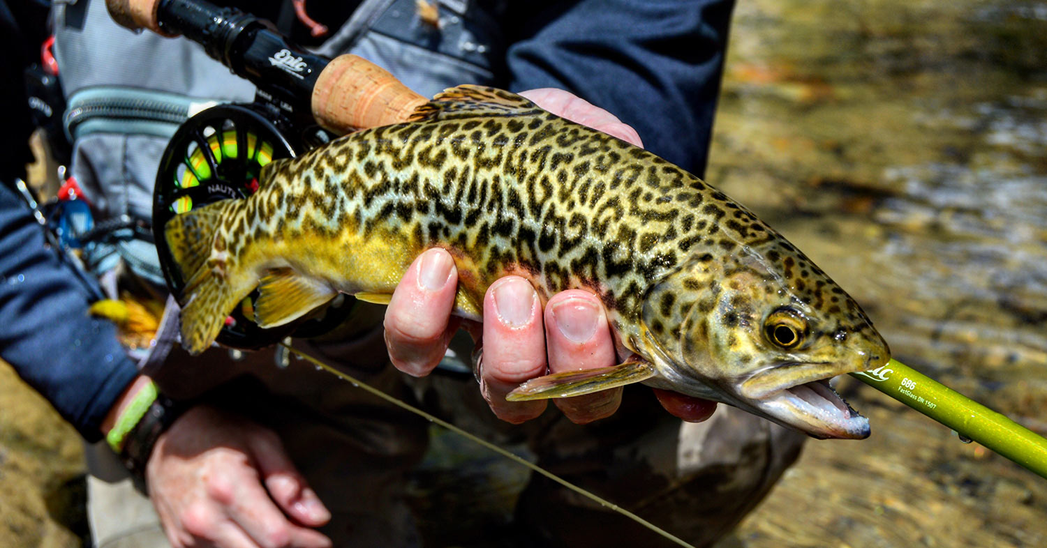 Tiger Trout????? Upper Lake Forum