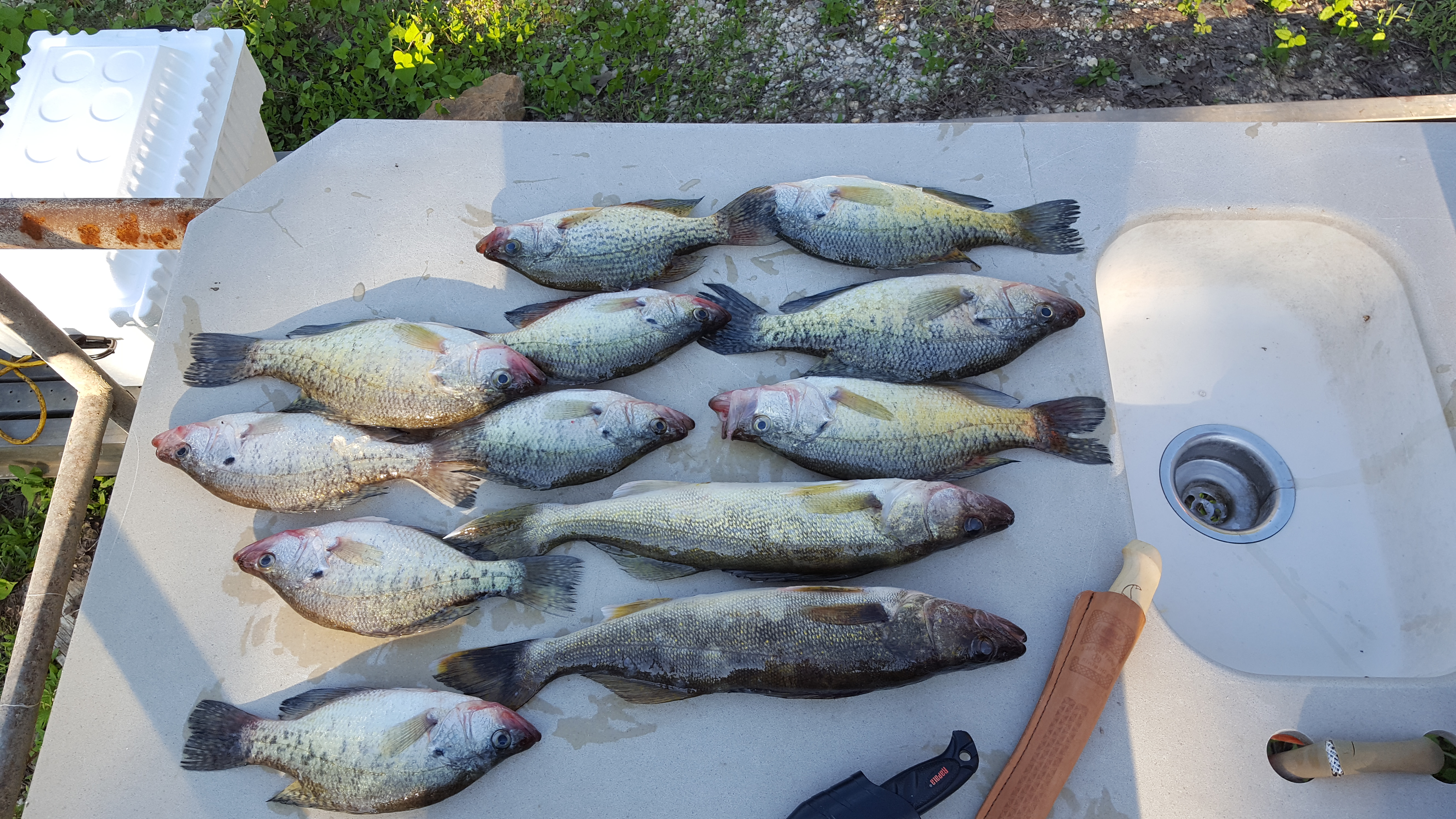 Finally got to fish! Stockton Lake Forum