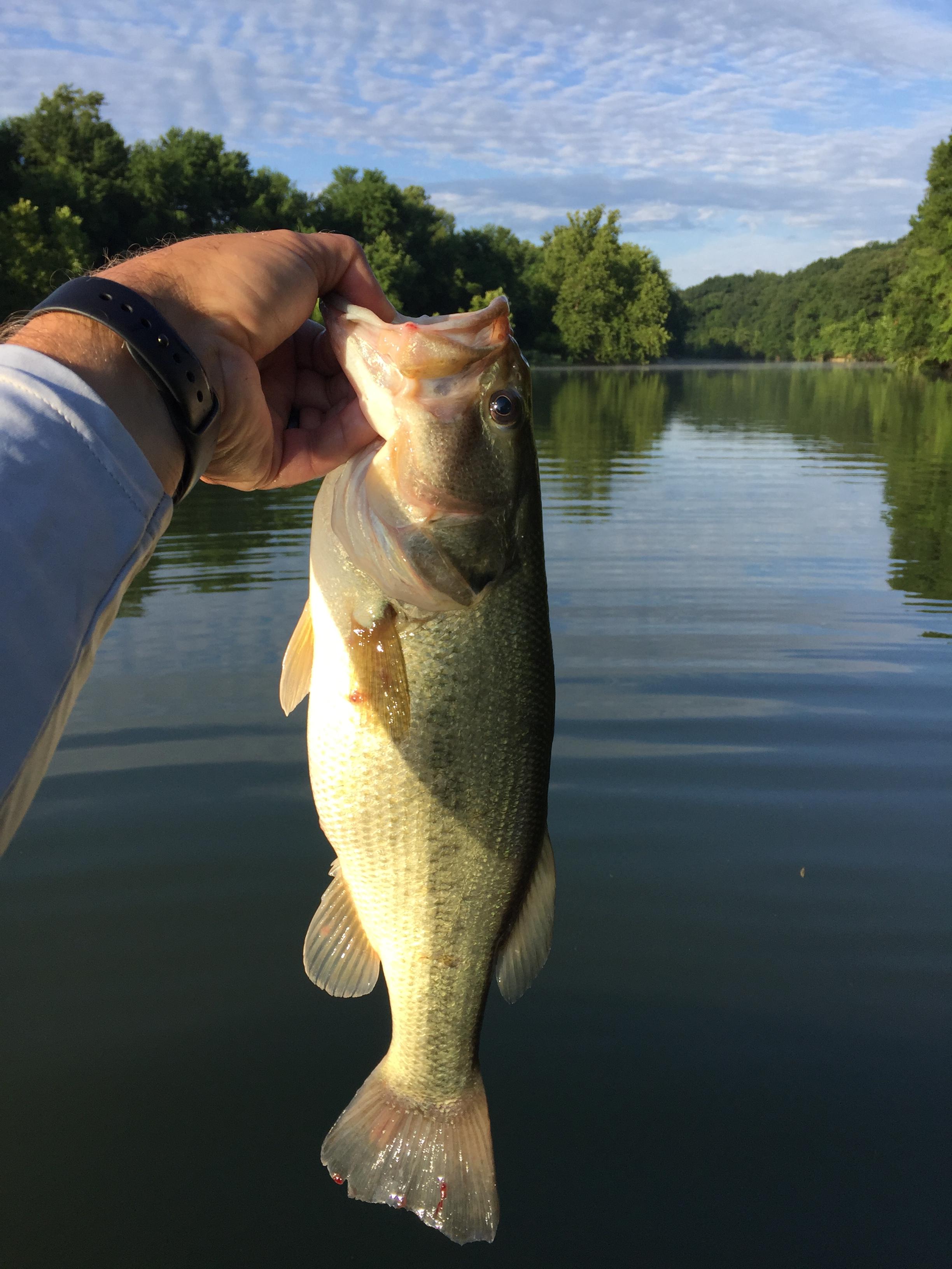 Springfield Lake Fellows Lake, Springfield Lake, McDaniels Lake