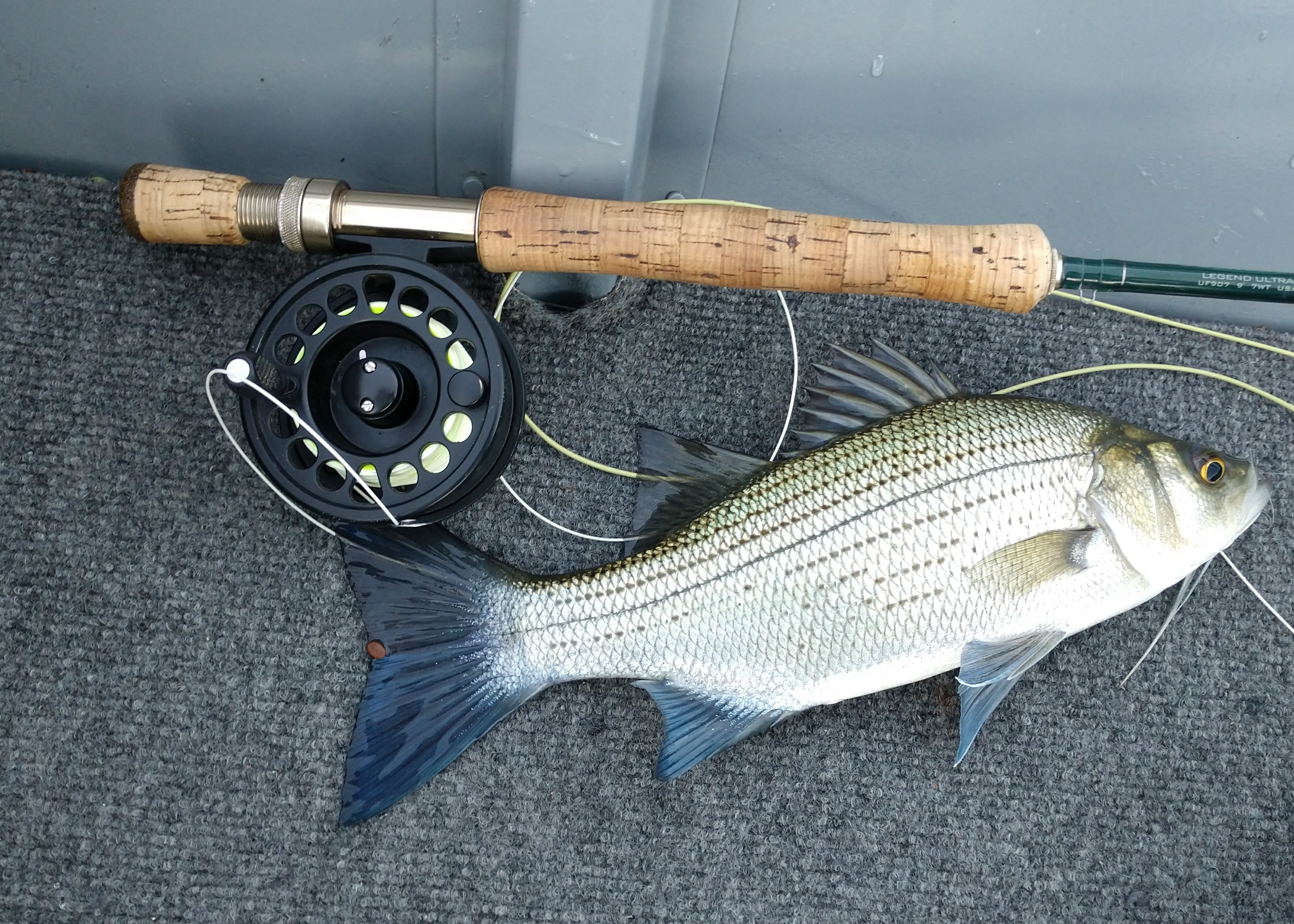 White Bass Size limit Page 7 Table Rock Lake Forum