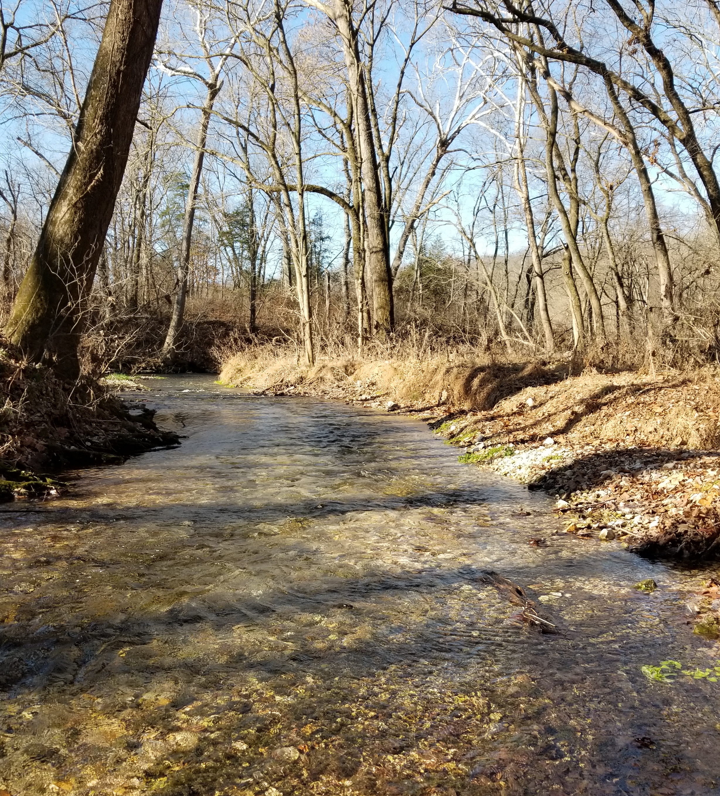 Free flowing trout streams in AR Wild Trout Creeks & Streams