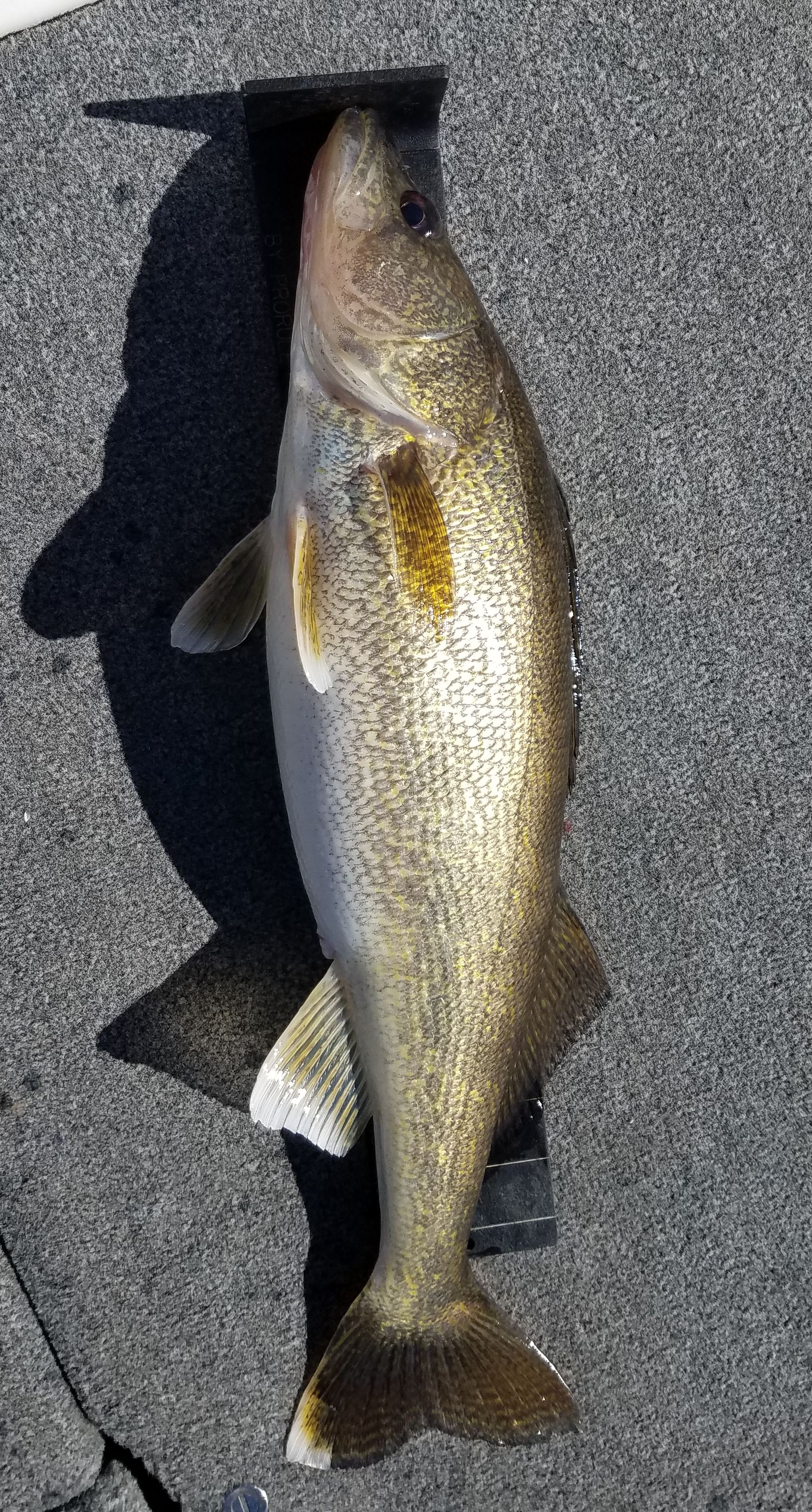 Stockton Lake Fishing Report – Summer | Stockton Lake - Missouri stockton lake fishing report