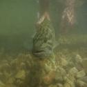 MOsmallies
