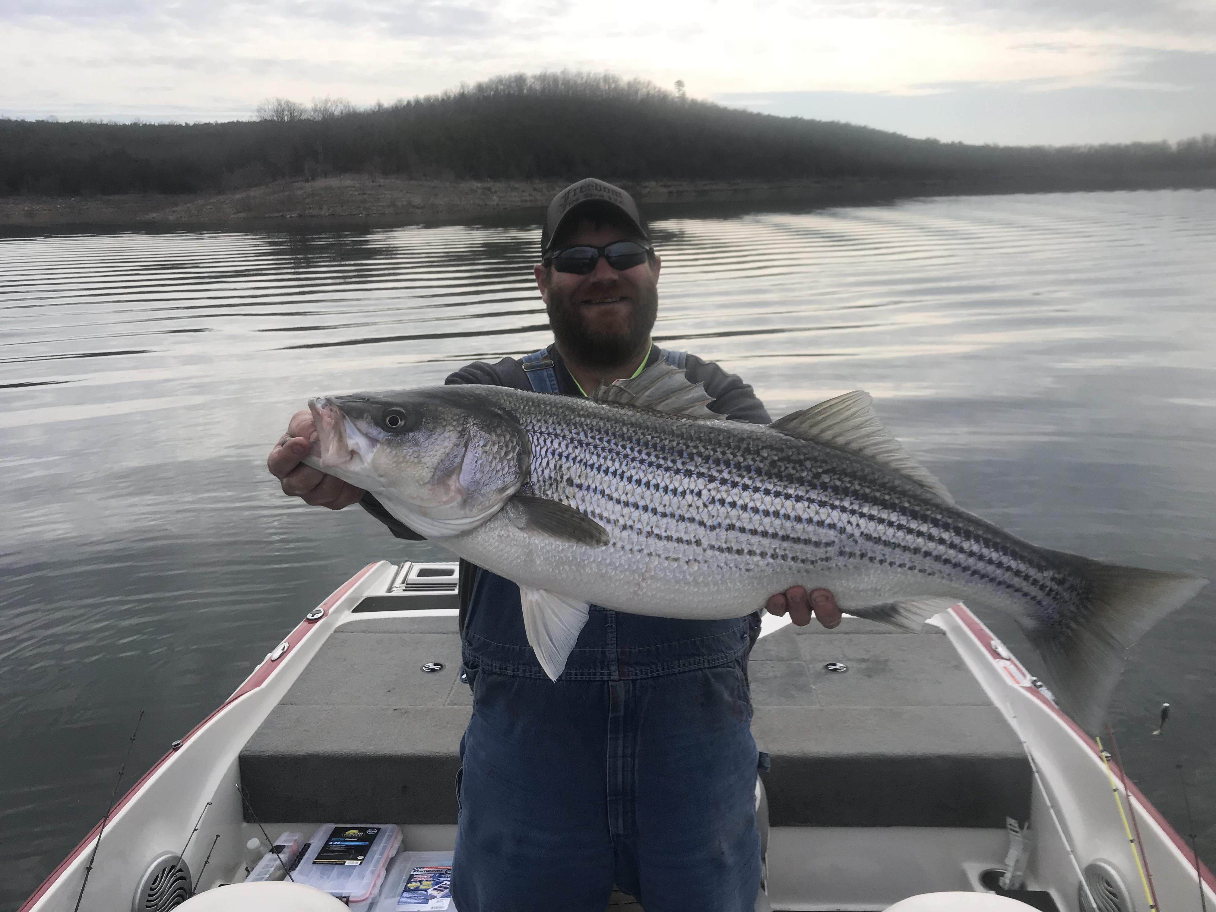 Striper Lower Bull Shoals Forum
