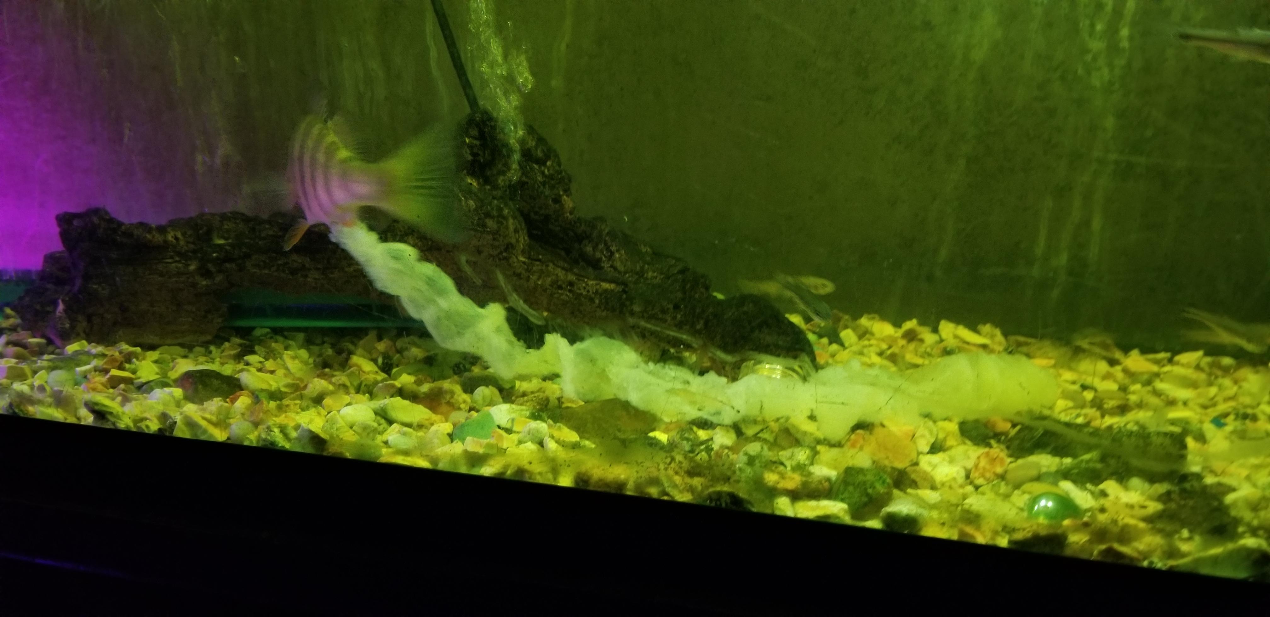 Perch from BS spawning in fish tank Upper Bull Shoals OzarkAnglers