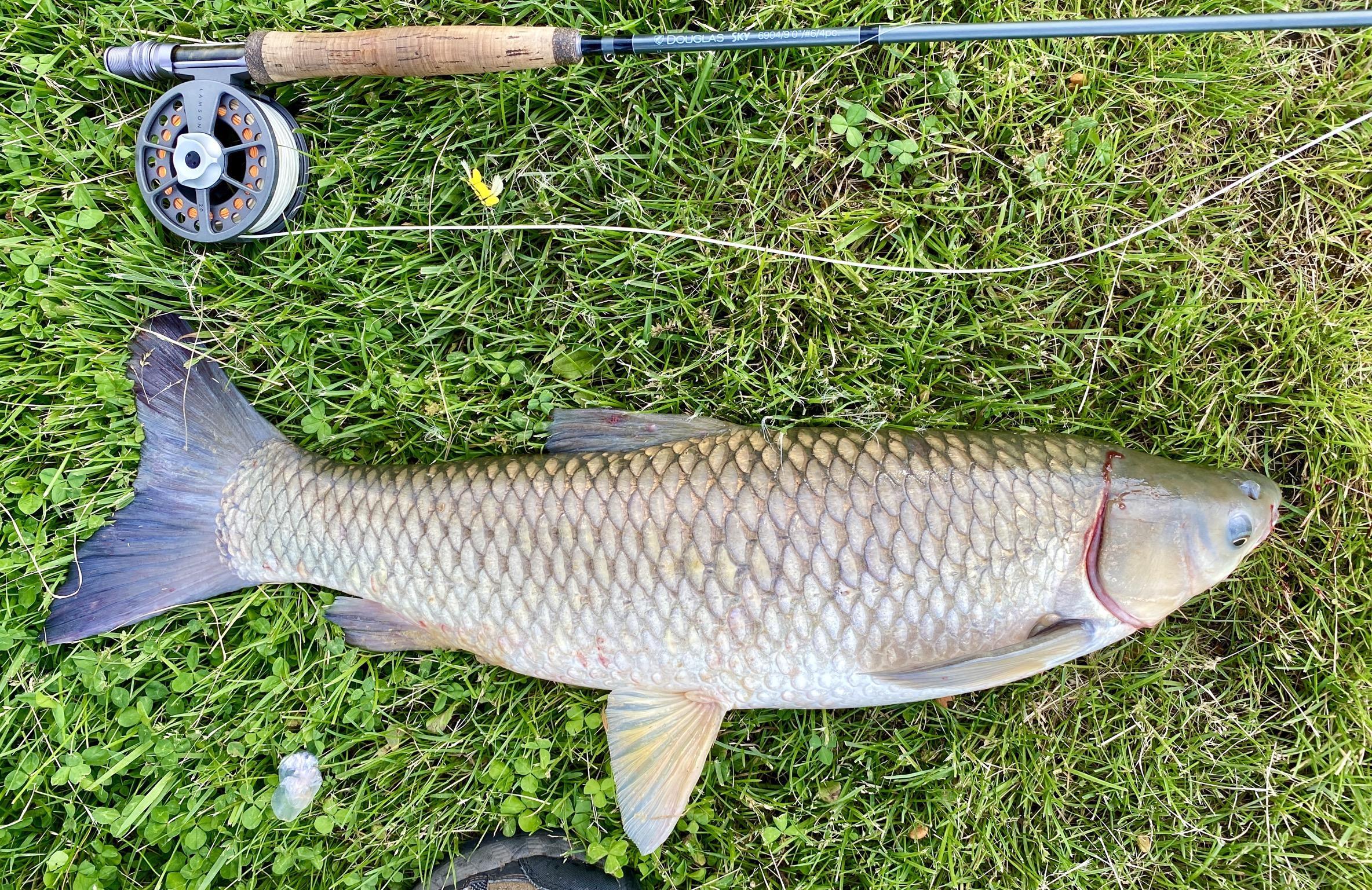 Grass Carp on fly U.S.A. North & East Regions Forum