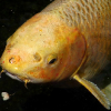 Big Brown Trout