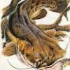 evilcatfish